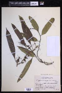 Microgramma percussa image