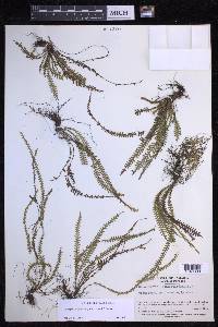 Lellingeria suspensa image