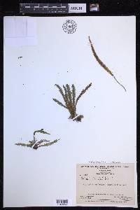 Moranopteris truncicola image