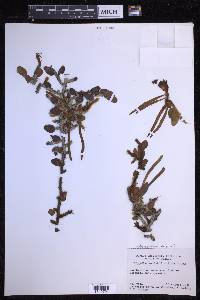 Microgramma vaccinifolia image