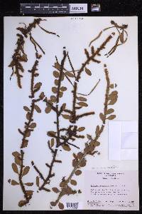 Microgramma vaccinifolia image