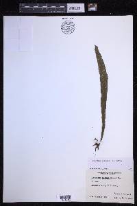 Loxogramme mexicana image