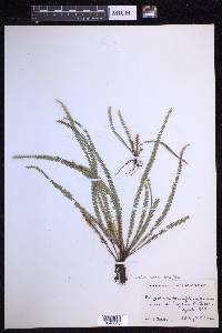 Moranopteris taenifolia image