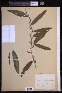 Microgramma persicariifolia image