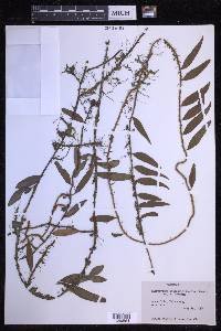 Microgramma lycopodioides image