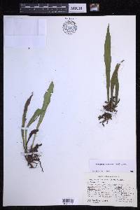 Loxogramme mexicana image