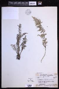 Tomophyllum millefolium image