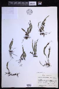 Melpomene moniliformis image