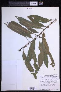 Microgramma persicariifolia image