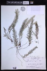Lellingeria pseudocapillaris image