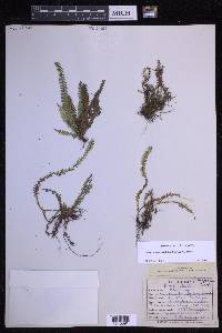 Lellingeria suspensa image