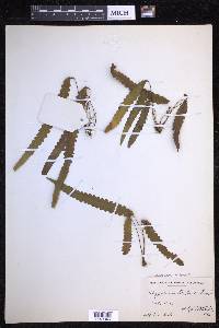 Enterosora trifurcata image