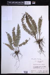 Mycopteris taxifolia image