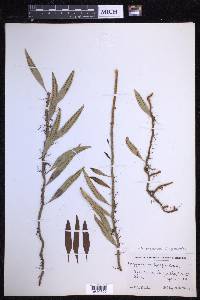 Microgramma lycopodioides image