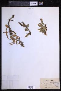 Microgramma vaccinifolia image