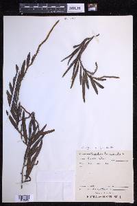 Microgramma lycopodioides image