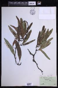 Microgramma lycopodioides image
