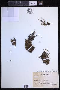 Lellingeria suspensa image