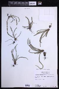 Moranopteris trichomanoides image