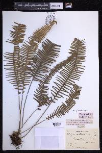 Mycopteris taxifolia image