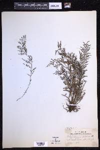 Tomophyllum millefolium image