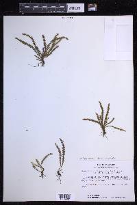 Moranopteris trichomanoides image