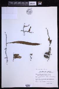 Microgramma brunei image