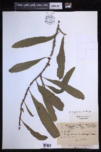 Microgramma lindbergii image