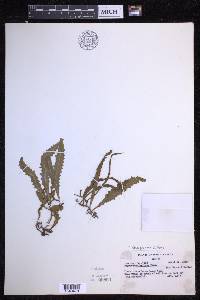 Microgramma bifrons image