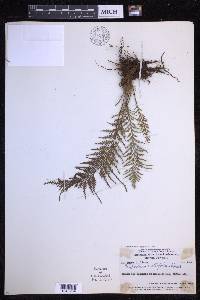 Tomophyllum millefolium image