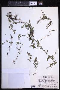 Microgramma heterophylla image