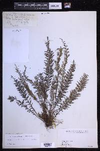 Tomophyllum millefolium image