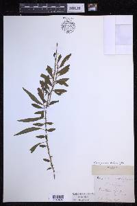 Microgramma heterophylla image