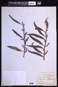 Microgramma lycopodioides image