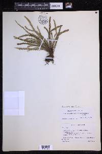 Moranopteris taenifolia image