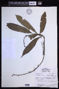 Microgramma persicariifolia image
