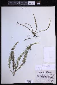 Lellingeria suspensa image