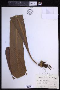 Niphidium crassifolium image