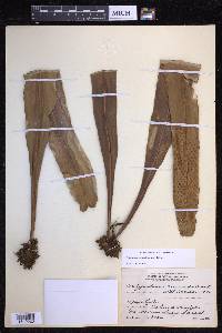 Niphidium crassifolium image