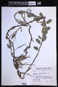 Microgramma vaccinifolia image