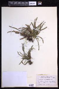 Moranopteris trichomanoides image