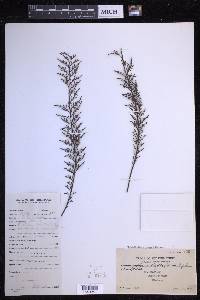 Tomophyllum millefolium image