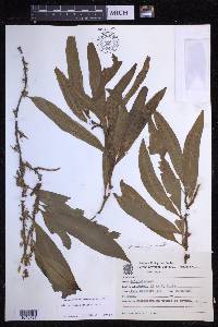 Microgramma persicariifolia image