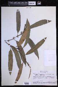 Microgramma persicariifolia image