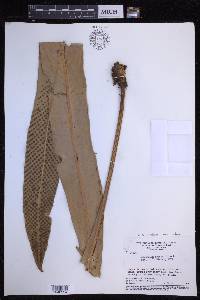 Niphidium crassifolium image