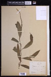 Microgramma persicariifolia image