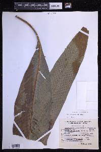 Niphidium crassifolium image