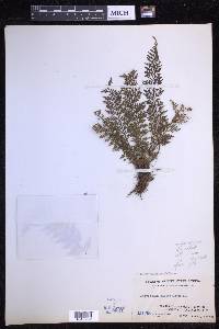 Tomophyllum millefolium image