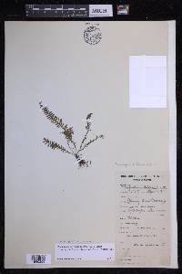 Tomophyllum subfalcatum image