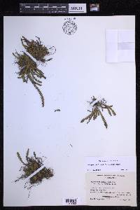 Lellingeria humilis image